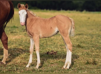 Quarter horse américain, Jument, 1 Année, Palomino