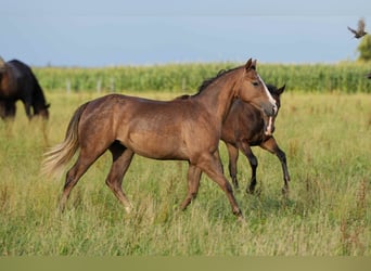 Quarter horse américain, Jument, 1 Année, Rouan Rouge