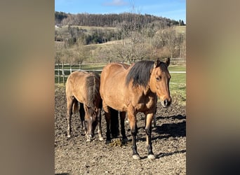 Quarter horse américain, Jument, 21 Ans, 152 cm, Isabelle