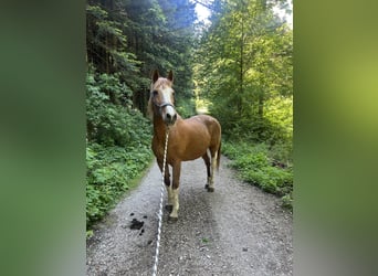 Quarter horse américain Croisé, Jument, 21 Ans, Pinto