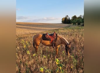 Quarter horse américain, Jument, 23 Ans, 145 cm, Palomino