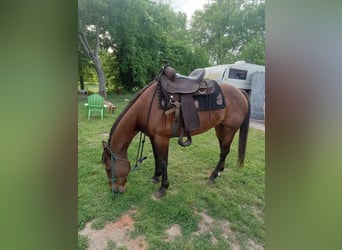 Quarter horse américain, Jument, 23 Ans, 152 cm, Bai cerise