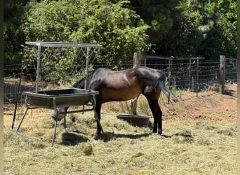 Quarter horse américain, Jument, 26 Ans, Bai