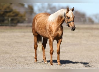 Quarter horse américain, Jument, 2 Ans, 137 cm, Palomino