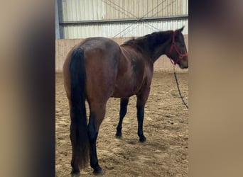 Quarter horse américain, Jument, 2 Ans, 140 cm, Bai