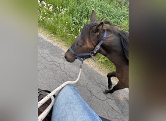Quarter horse américain, Jument, 2 Ans, 140 cm