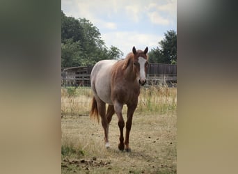 Quarter horse américain, Jument, 2 Ans, 140 cm, Rouan Rouge