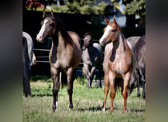 Quarter horse américain, Jument, 2 Ans, 140 cm, Rouan Rouge