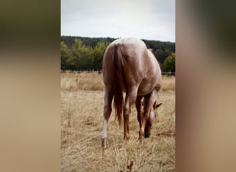 Quarter horse américain, Jument, 2 Ans, 140 cm, Rouan Rouge