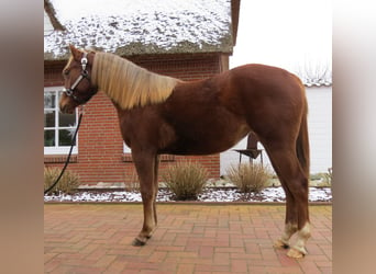 Quarter horse américain, Jument, 2 Ans, 141 cm, Alezan brûlé