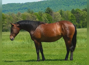 Quarter horse américain, Jument, 2 Ans, 142 cm, Bai cerise