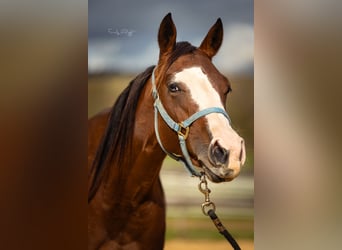 Quarter horse américain, Jument, 2 Ans, 142 cm, Bai