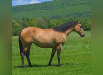 Quarter horse américain, Jument, 2 Ans, 142 cm, Isabelle