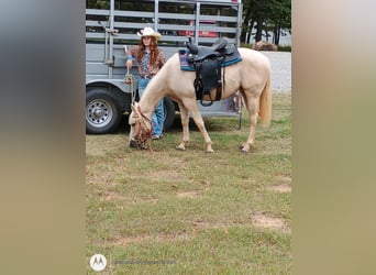 Quarter horse américain, Jument, 2 Ans, 142 cm, Palomino
