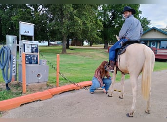 Quarter horse américain, Jument, 2 Ans, 142 cm, Palomino