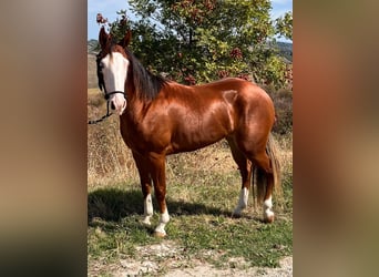 Quarter horse américain, Jument, 2 Ans, 145 cm, Alezan cuivré