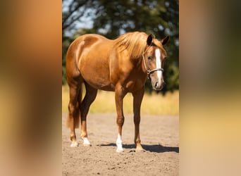 Quarter horse américain, Jument, 2 Ans, 145 cm, Bai brun