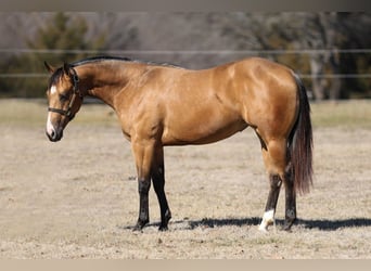 Quarter horse américain, Jument, 2 Ans, 145 cm, Buckskin