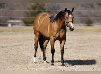 Quarter horse américain, Jument, 2 Ans, 145 cm, Buckskin