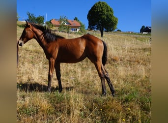 Quarter horse américain, Jument, 2 Ans, 146 cm, Bai