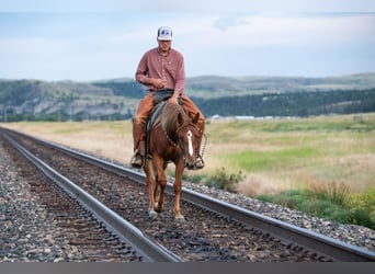 Quarter horse américain, Jument, 2 Ans, 147 cm, Alezan cuivré