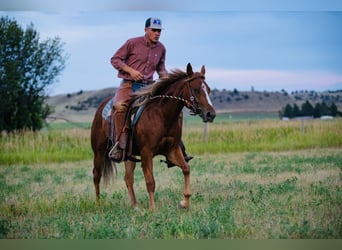 Quarter horse américain, Jument, 2 Ans, 147 cm, Alezan cuivré