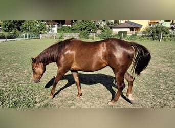 Quarter horse américain, Jument, 2 Ans, 147 cm, Bai brun