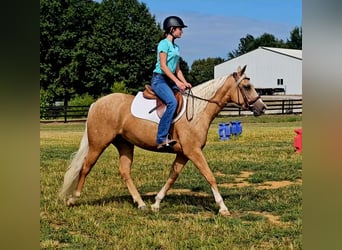 Quarter horse américain, Jument, 2 Ans, 147 cm, Palomino