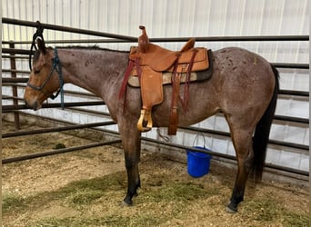 Quarter horse américain, Jument, 2 Ans, 147 cm, Roan-Bay