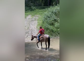 Quarter horse américain, Jument, 2 Ans, 147 cm, Roan-Bay