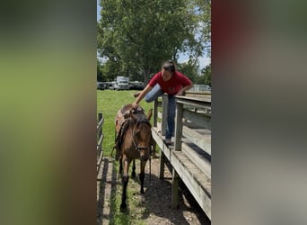 Quarter horse américain, Jument, 2 Ans, 147 cm, Roan-Bay