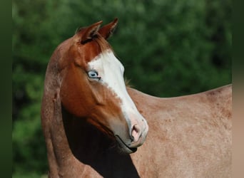 Quarter horse américain, Jument, 2 Ans, 147 cm, Rouan Rouge