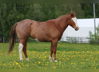 Quarter horse américain, Jument, 2 Ans, 147 cm, Rouan Rouge