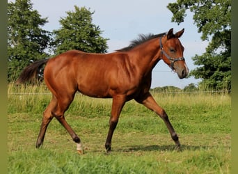 Quarter horse américain, Jument, 2 Ans, 148 cm, Bai