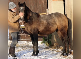 Quarter horse américain, Jument, 2 Ans, 148 cm, Gris
