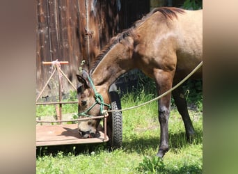 Quarter horse américain, Jument, 2 Ans, 148 cm, Gris