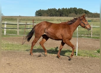 Quarter horse américain, Jument, 2 Ans, 150 cm, Alezan brûlé