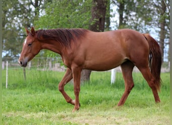 Quarter horse américain, Jument, 2 Ans, 150 cm, Alezan brûlé
