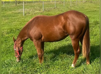 Quarter horse américain, Jument, 2 Ans, 150 cm, Alezan brûlé