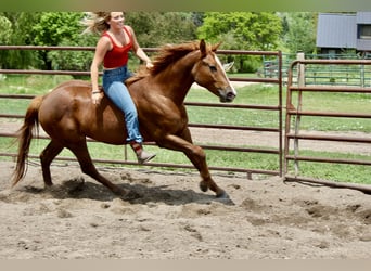 Quarter horse américain, Jument, 2 Ans, 150 cm, Alezan cuivré