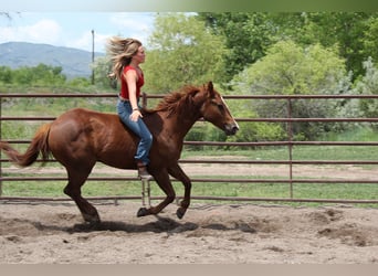 Quarter horse américain, Jument, 2 Ans, 150 cm, Alezan cuivré