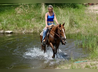 Quarter horse américain, Jument, 2 Ans, 150 cm, Alezan cuivré