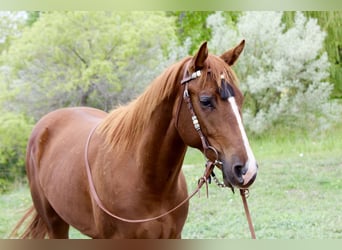 Quarter horse américain, Jument, 2 Ans, 150 cm, Alezan cuivré