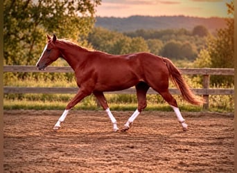 Quarter horse américain, Jument, 2 Ans, 150 cm, Alezan