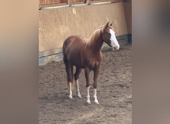 Quarter horse américain, Jument, 2 Ans, 150 cm, Alezan