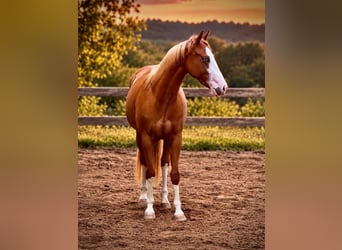 Quarter horse américain, Jument, 2 Ans, 150 cm, Alezan