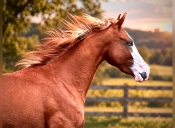 Quarter horse américain, Jument, 2 Ans, 150 cm, Alezan