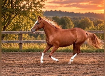 Quarter horse américain, Jument, 2 Ans, 150 cm, Alezan