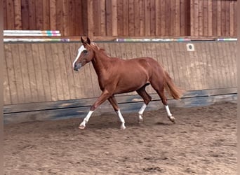 Quarter horse américain, Jument, 2 Ans, 150 cm, Alezan