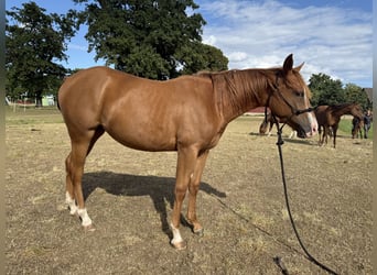 Quarter horse américain, Jument, 2 Ans, 150 cm, Alezan